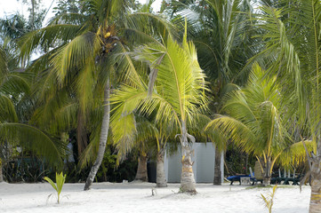 palms beach