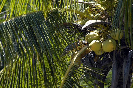 coconut tree