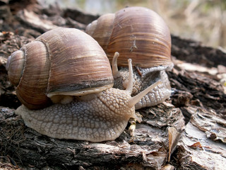 snails