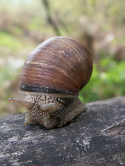 snail