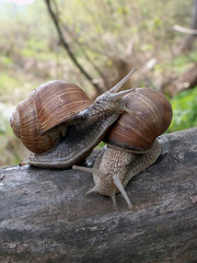 snails