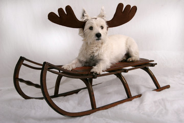 santa's helper