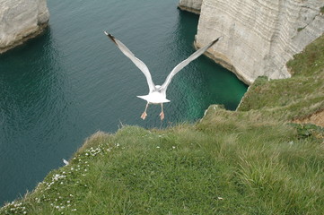 mouette, goéland