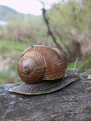 snail