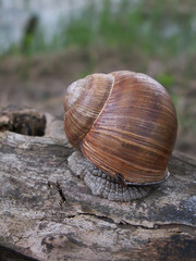snail