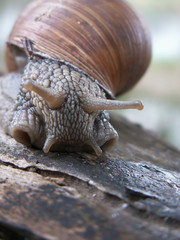 snail