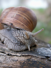 snail