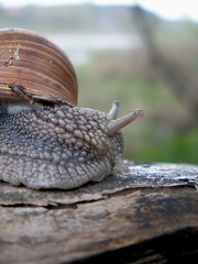 snail