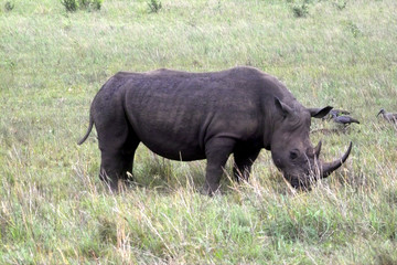 Obraz premium nashorn