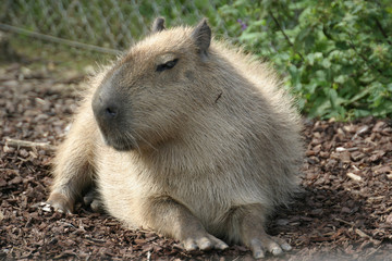 capybara2
