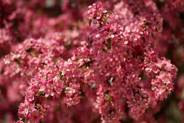 cherry blossom flowers