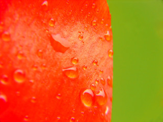 red flower leaf macro