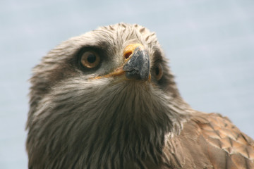 adler