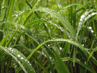 grass and dew