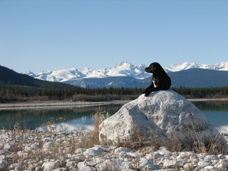 dog and mountains
