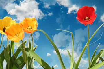 tulips