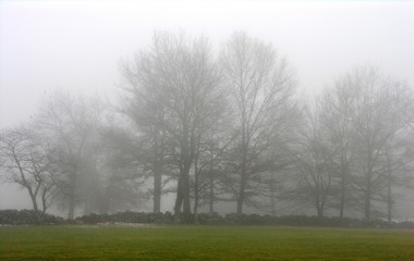 Obraz na płótnie Canvas trees in fog.
