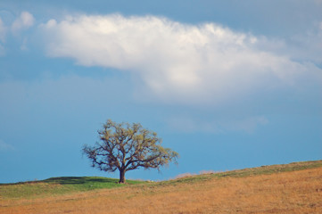 Fototapeta na wymiar field and tree