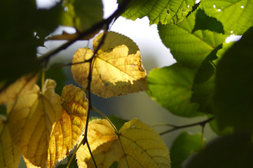 green and yellow leaves
