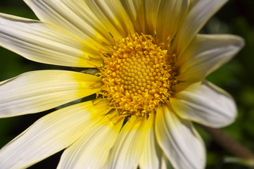 yellow daisy on a sunny afternoon