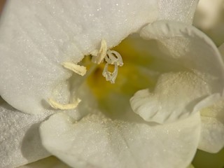 inside white freesia