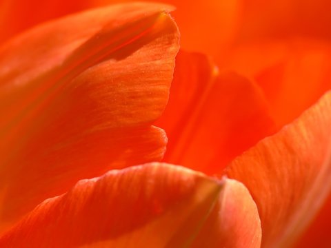 Tulip Petals