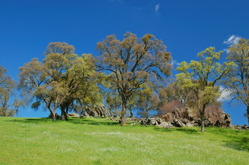 springtime landscape