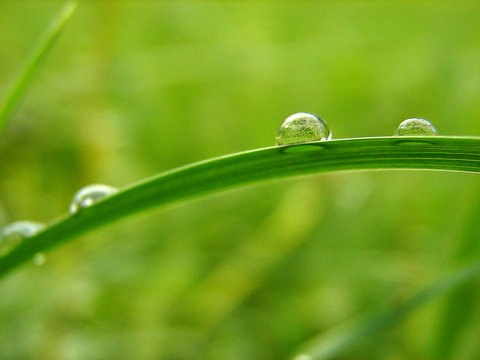 Heavy Trafic On Grass