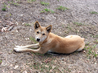 Naklejka na ściany i meble dingo