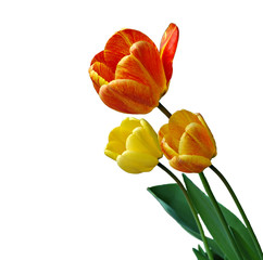 tulpe