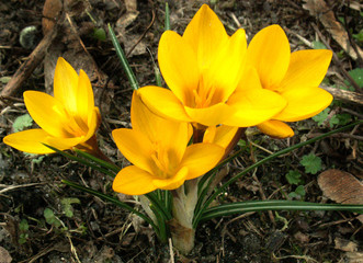 crocus