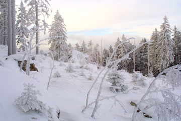 Fototapeta na wymiar christmas - śnieżny krajobraz las