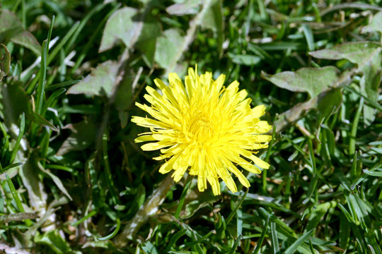 Fototapeta dandelion