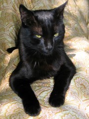 bastet, un chat noir