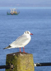 black headed gull © adrian fortune