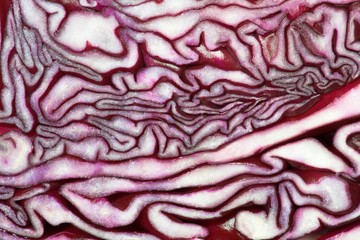 Obraz premium rotkraut