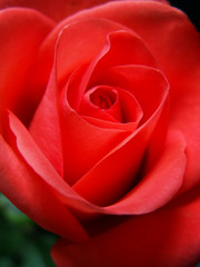 red rose