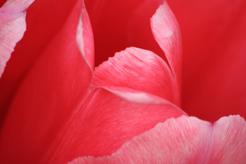 pink tulip petals