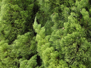 green pine texture