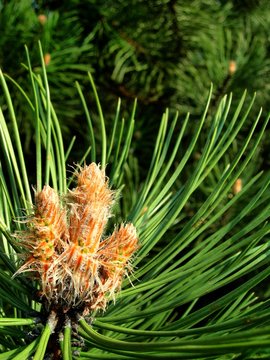 bud of pine-tree branch