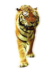 Naklejka premium tiger