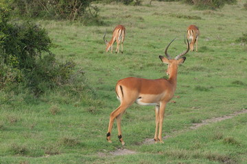 impalas