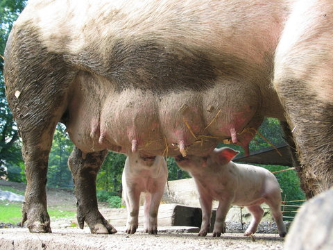 pigs