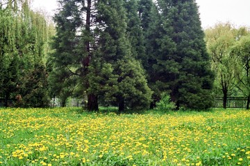 park meadow with yellow flowers