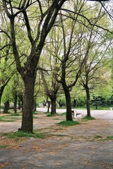 alley in the park