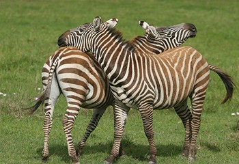 zèbres tête bêche