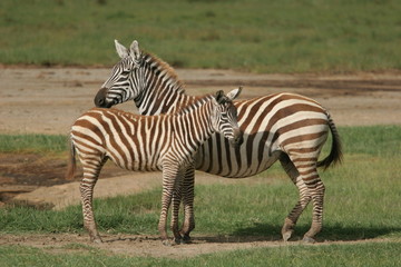 Fototapeta na wymiar Młoda zebra i jego matka