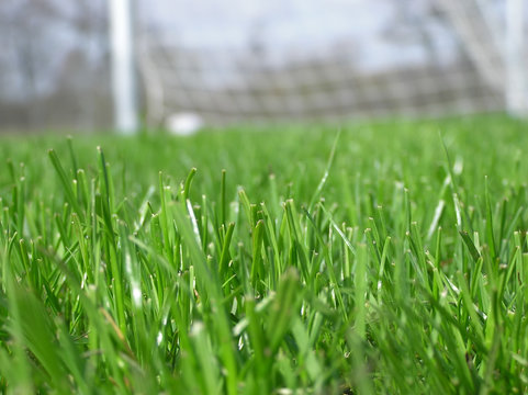 green grass with soccer net