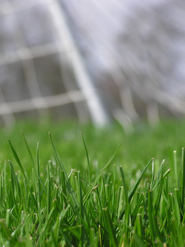 green grass with soccer net