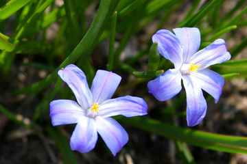 spring flowers in a garden.